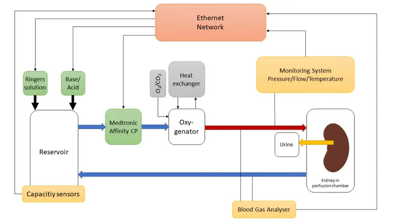 A fully automated normothermic machine perfusion system for kidney grafts supporting physiological motivated flow profiles